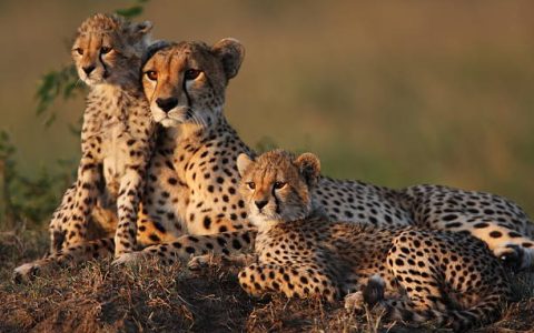 luxury safaris in kenya