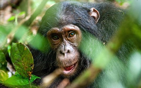 Close up portrait of old chimpanzee Pan troglodytes resting in the jungle of Kibale forest in Uganda