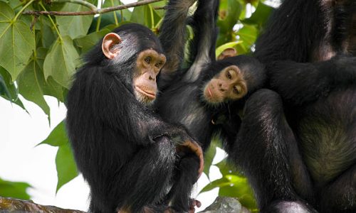 A family of "Chimps" (Common Chimpanzee, Pan troglodytes) is sitting on a tree. SHOT IN WILDLIFE in Gombe Stream National Park in Western Tanzania.