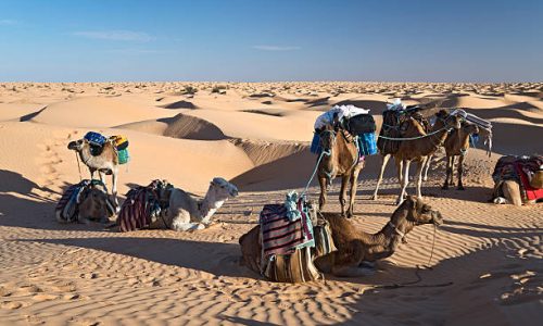 Camels in the Sand dunes desert of Sahara